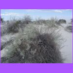 Hoary Rosemarymint Plant.jpg